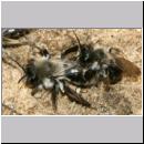 Andrena vaga - Weiden-Sandbiene -07- 08 Paarung.jpg